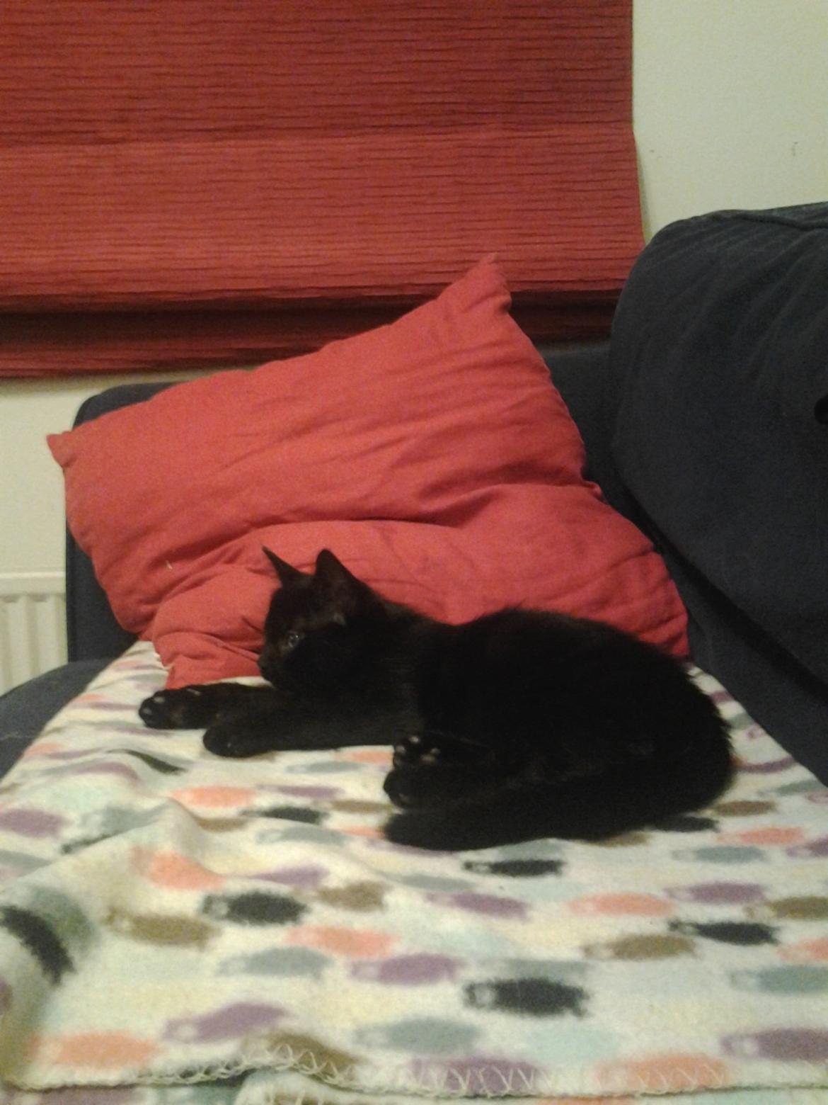 Blanding af racer Buddha - 24. juli 2012 billede 31