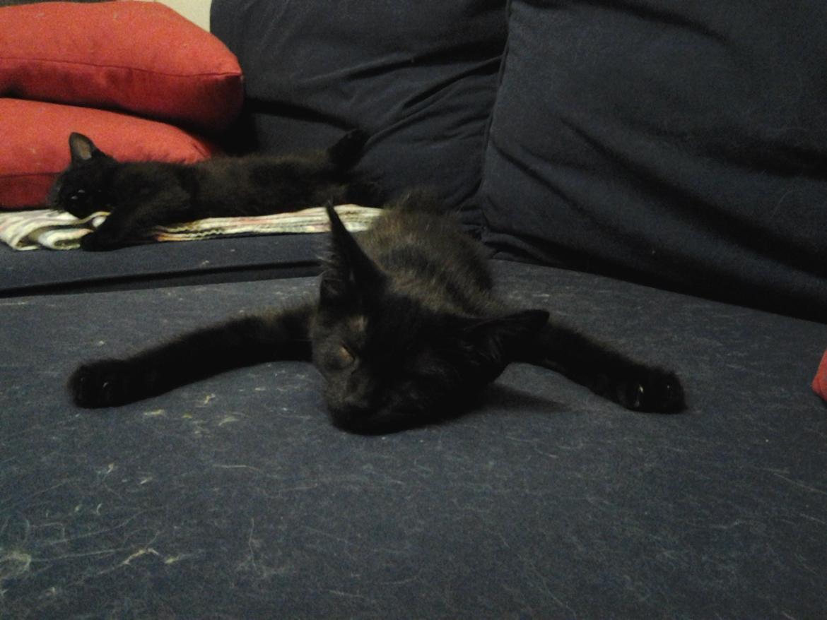 Blanding af racer Buddha - 25. juli 2012 - allerede i en tidlig alder, var denne kat speciel! billede 33