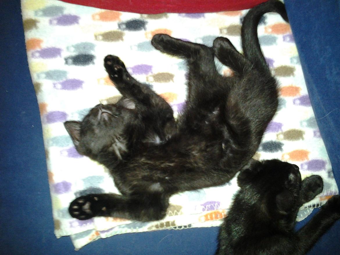 Blanding af racer Buddha - 25. juli 2012 billede 32