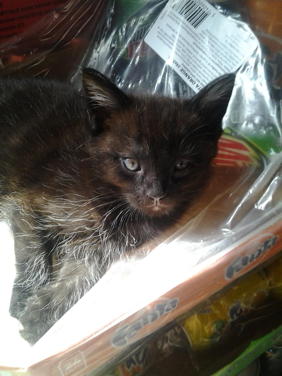 Blanding af racer Buddha - 25. juni 2012 - i den første måned kunne man genkende Buddha på hans øjne, hvor det ene var mindre end det andet. billede 7