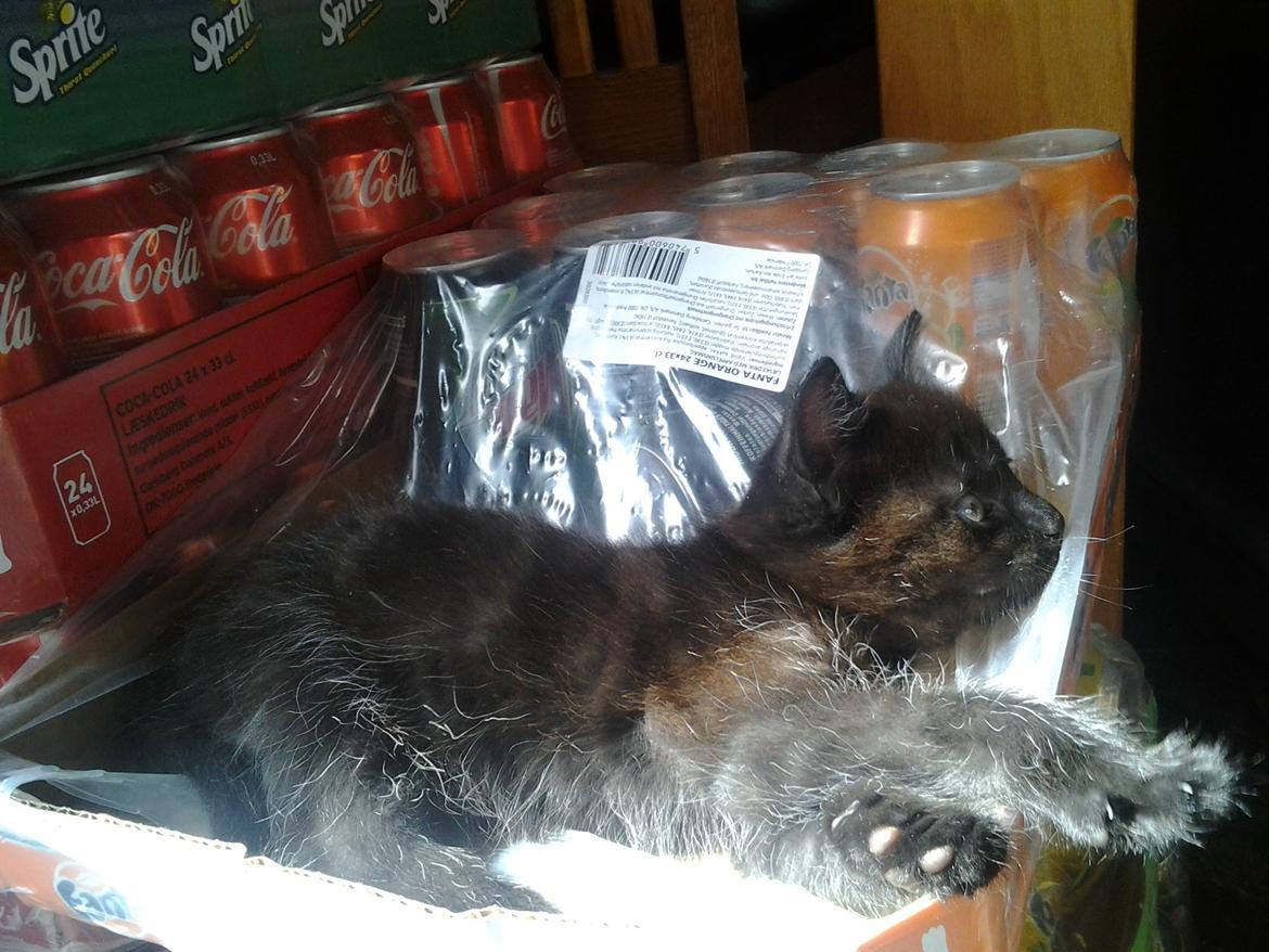 Blanding af racer Buddha - 25. juni 2012 billede 9