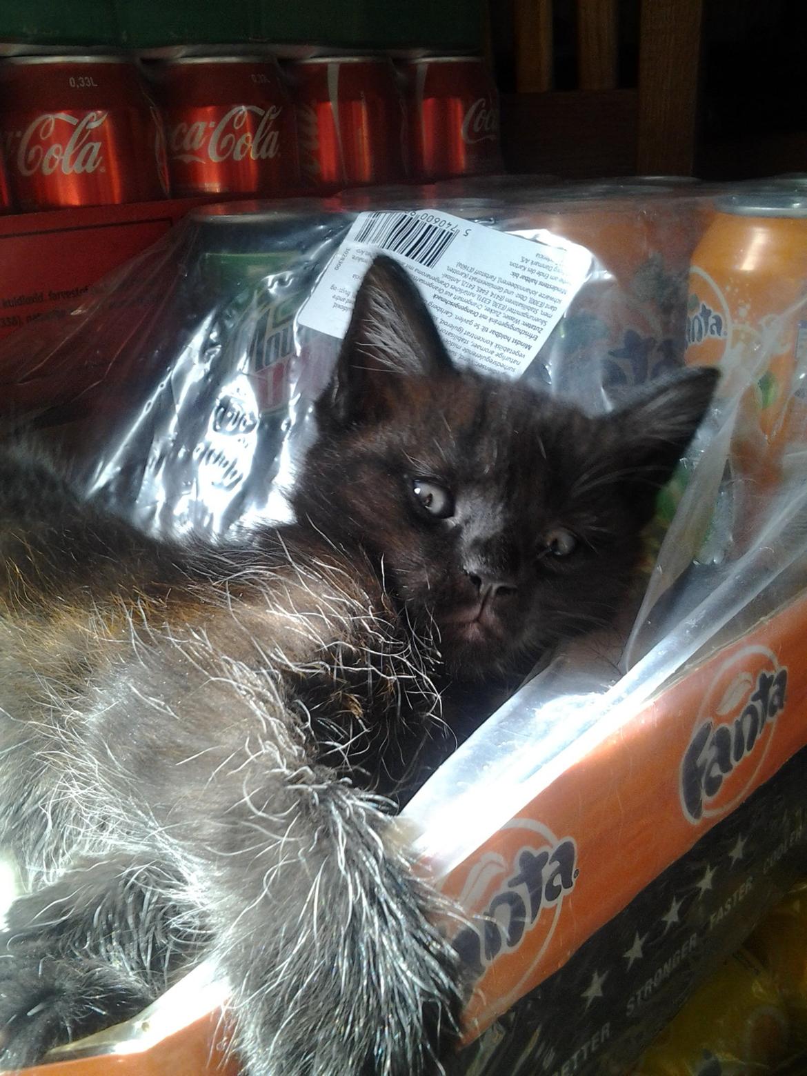 Blanding af racer Buddha - 25. juni 2012 billede 10