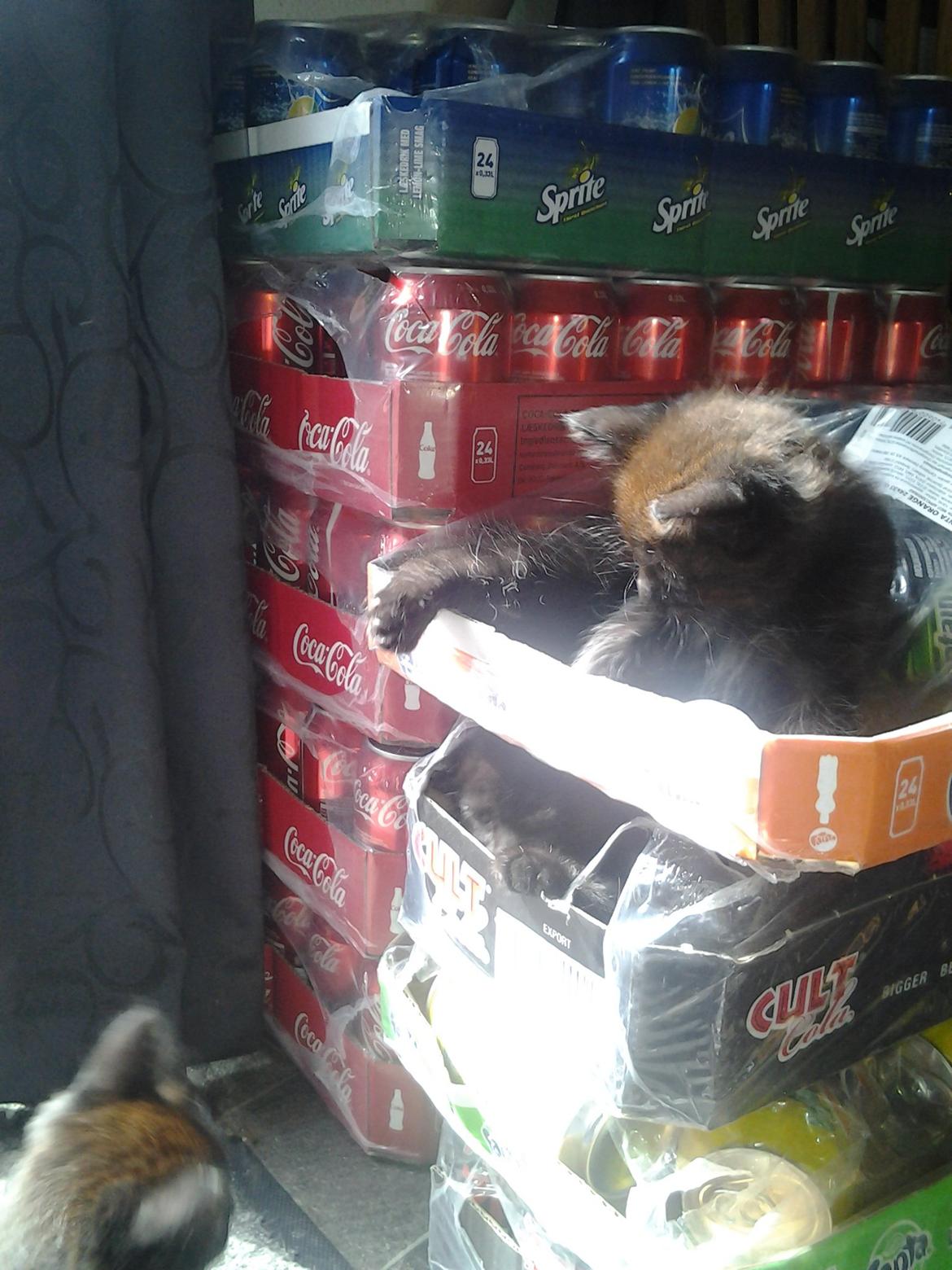 Blanding af racer Buddha - 25. juni 2012 - Buddha ligger fortsat øverst og brormanden har klemt sig ind lige nedenunder. billede 11