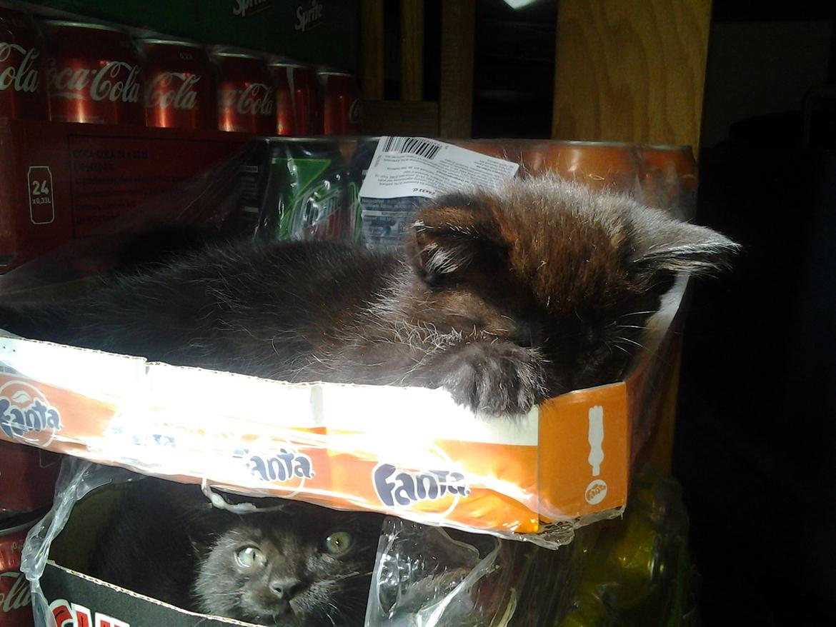 Blanding af racer Buddha - 25. juni 2012 billede 12