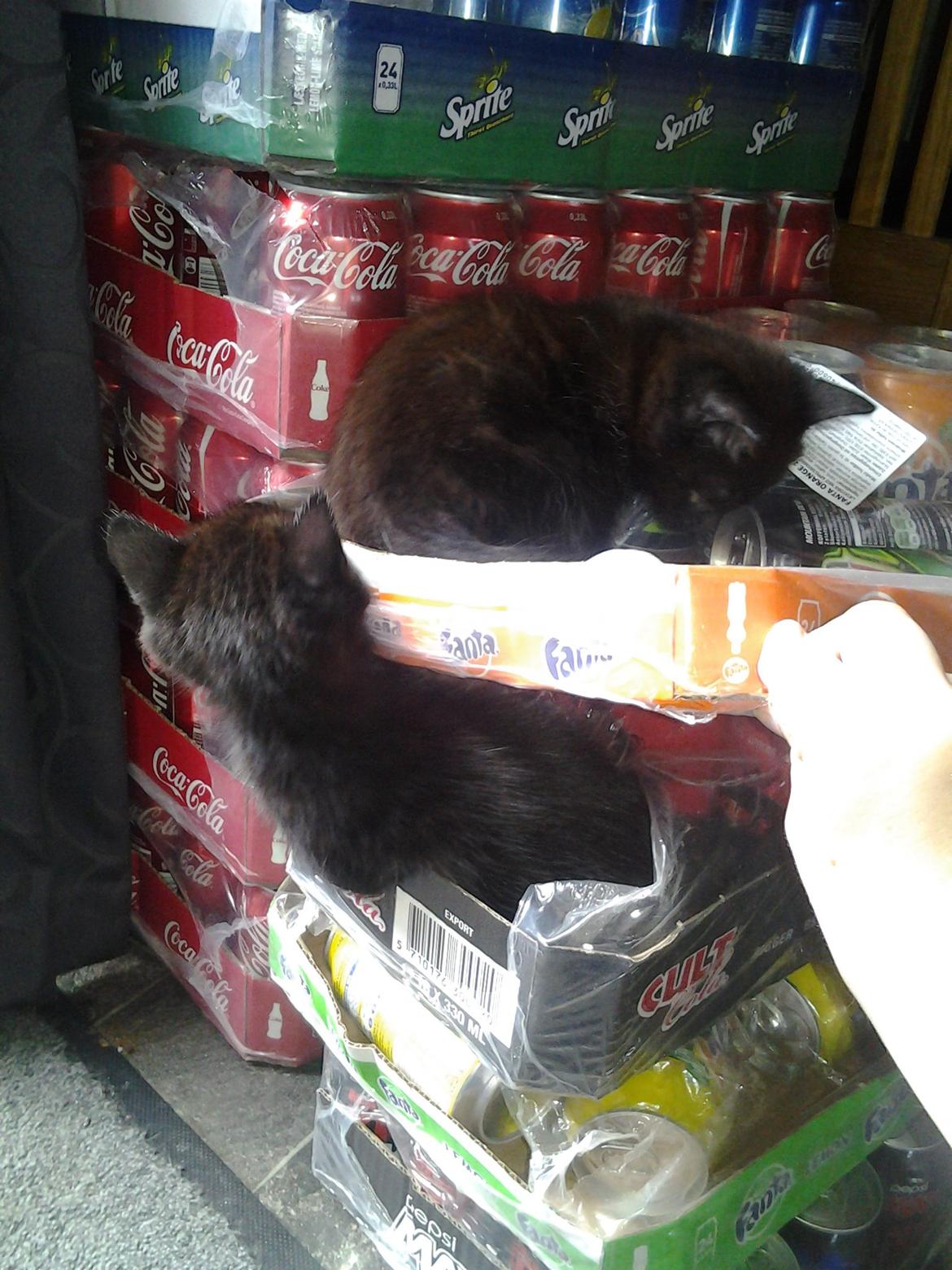 Blanding af racer Buddha - 25. juni 2012 - brormanden begynder at kede sig, og beslutter sig for at drille Buddha. billede 13