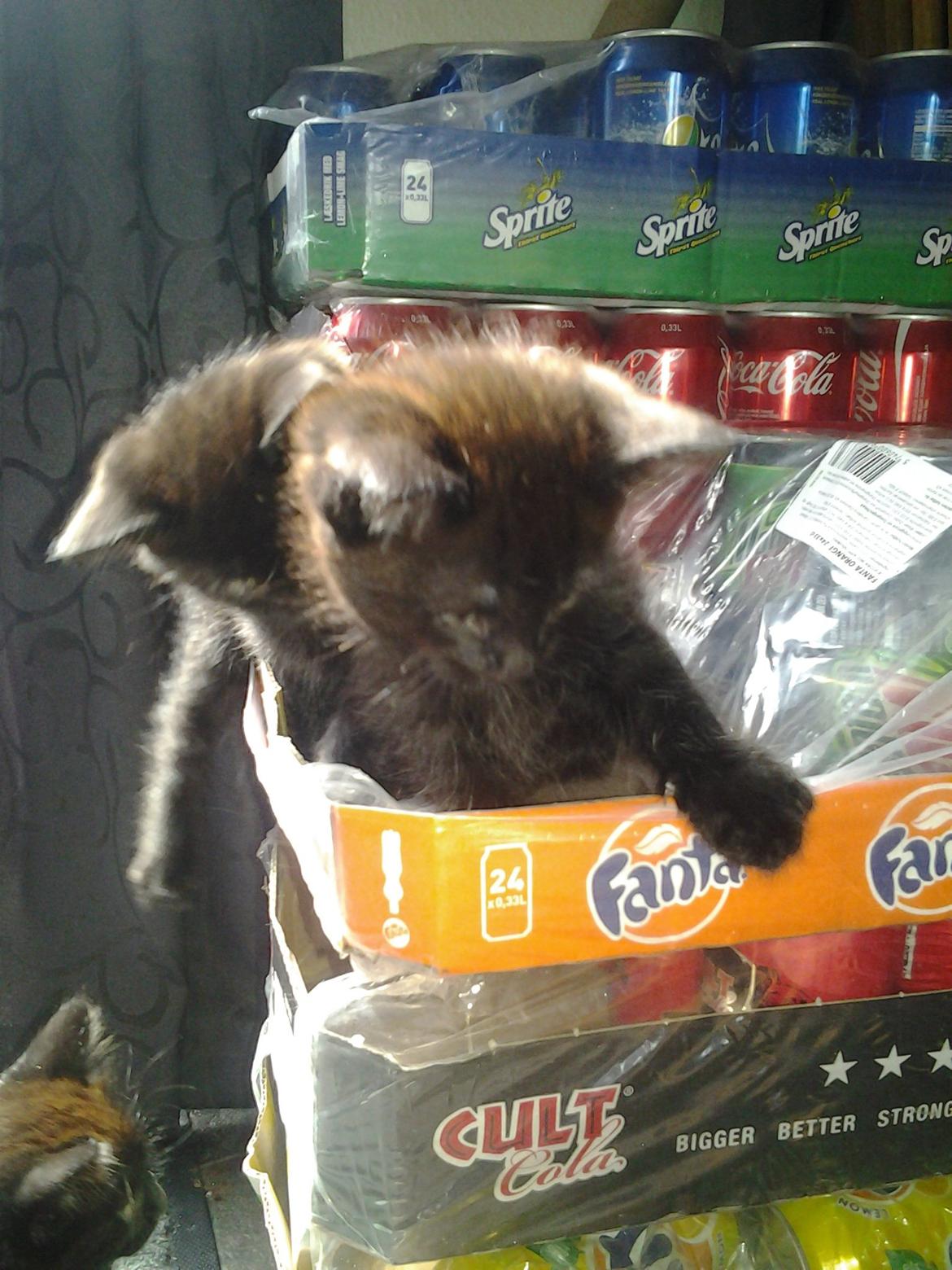 Blanding af racer Buddha - 25. juni 2012 billede 14