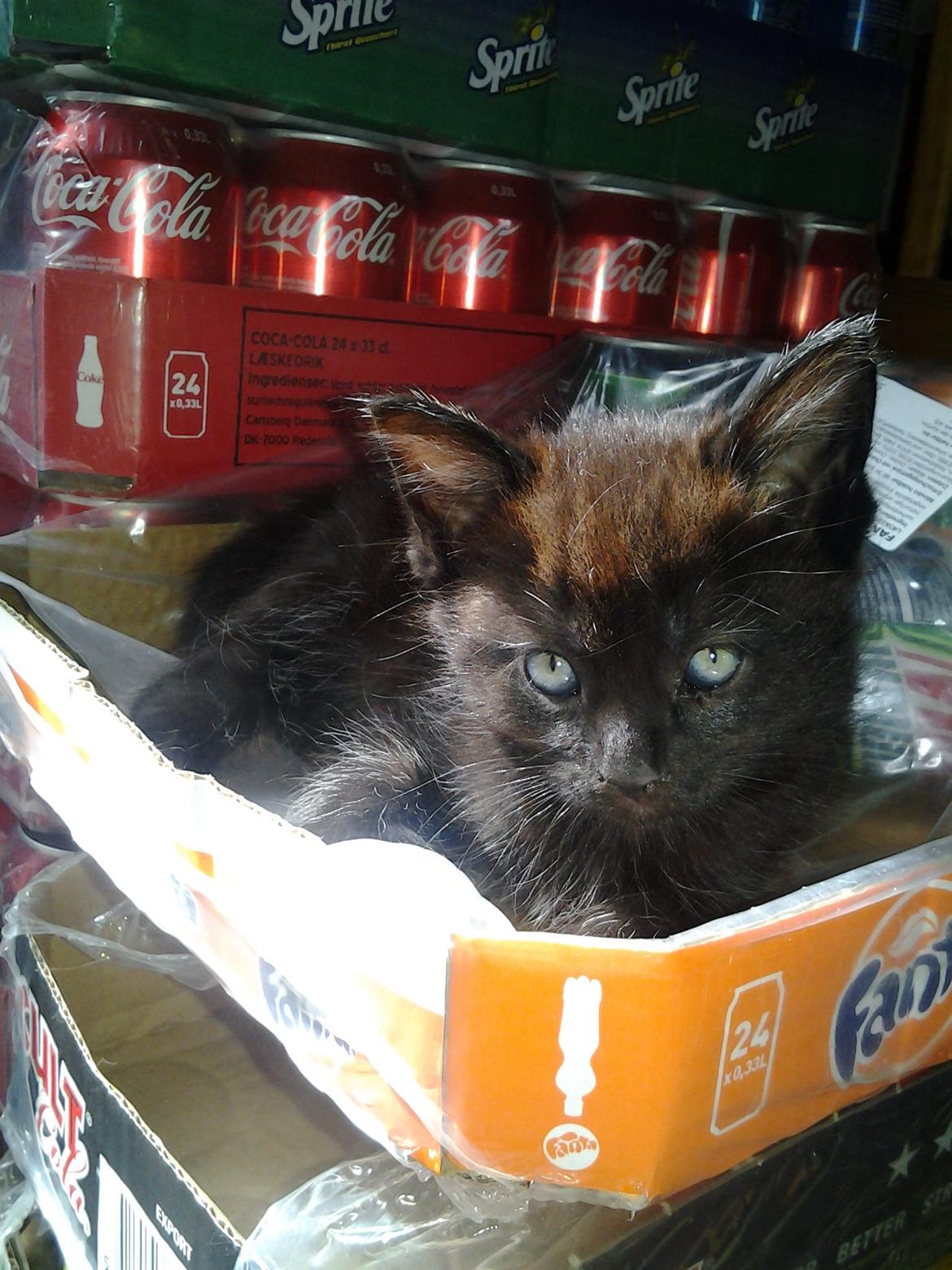 Blanding af racer Buddha - 25. juni 2012 billede 15