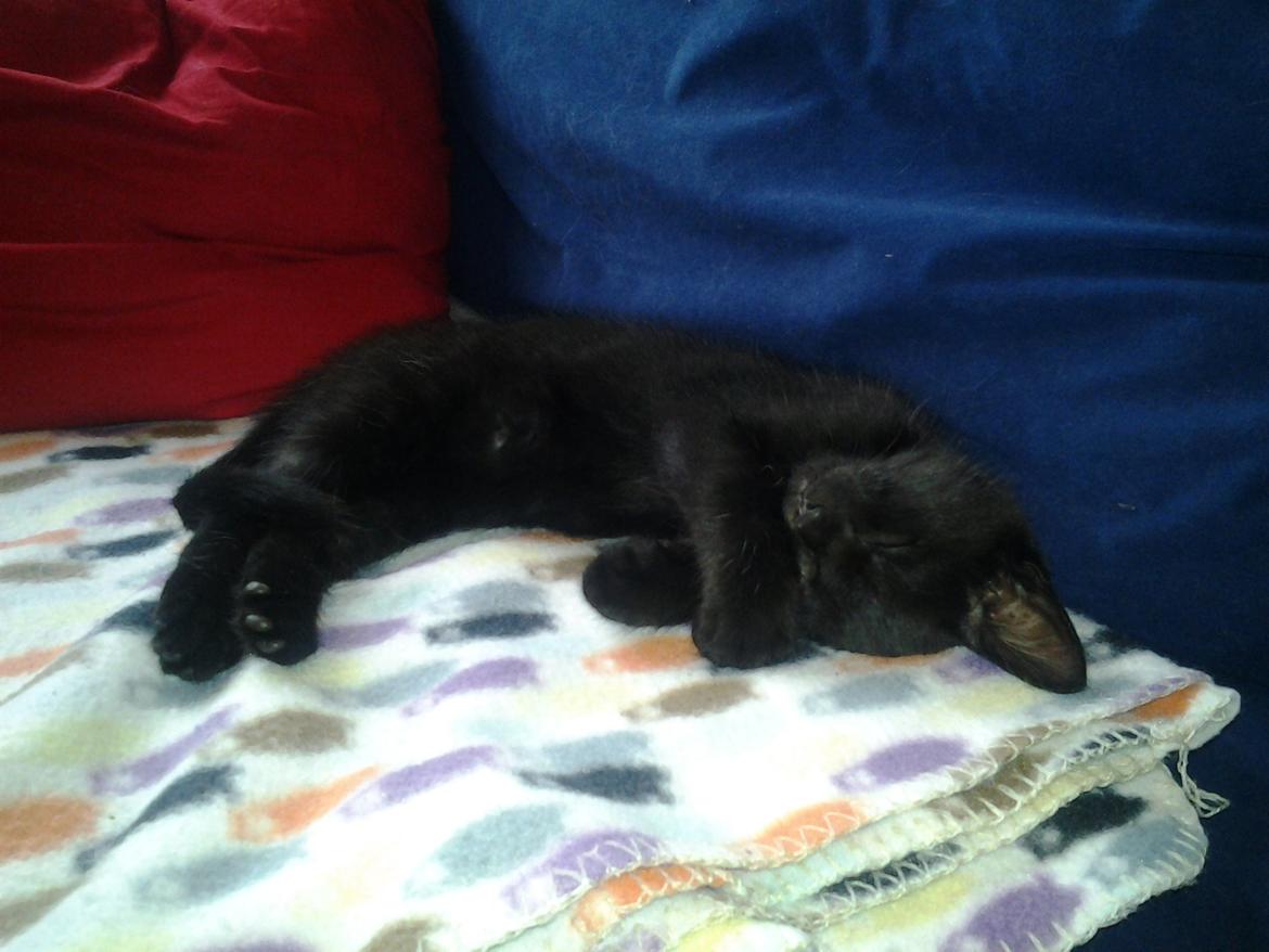 Blanding af racer Buddha - 30. juni 2012 billede 17