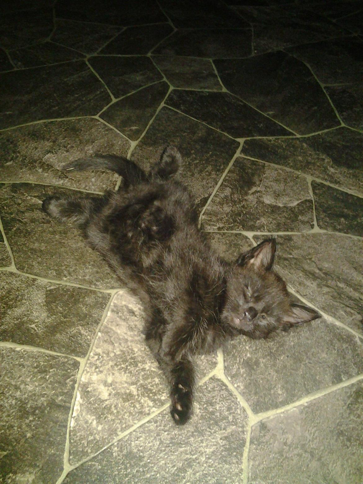 Blanding af racer Buddha - 30. juni 2012 billede 16