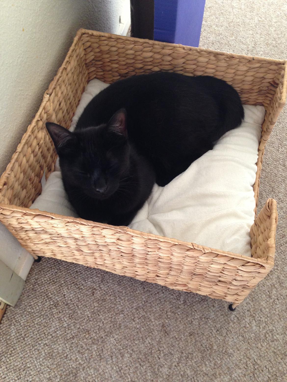 Blanding af racer Buddha - 4. juni 2013 billede 42