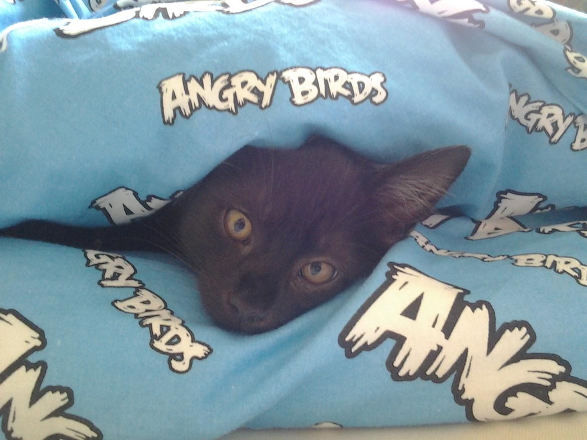 Blanding af racer Buddha - 7. august 2012 billede 34