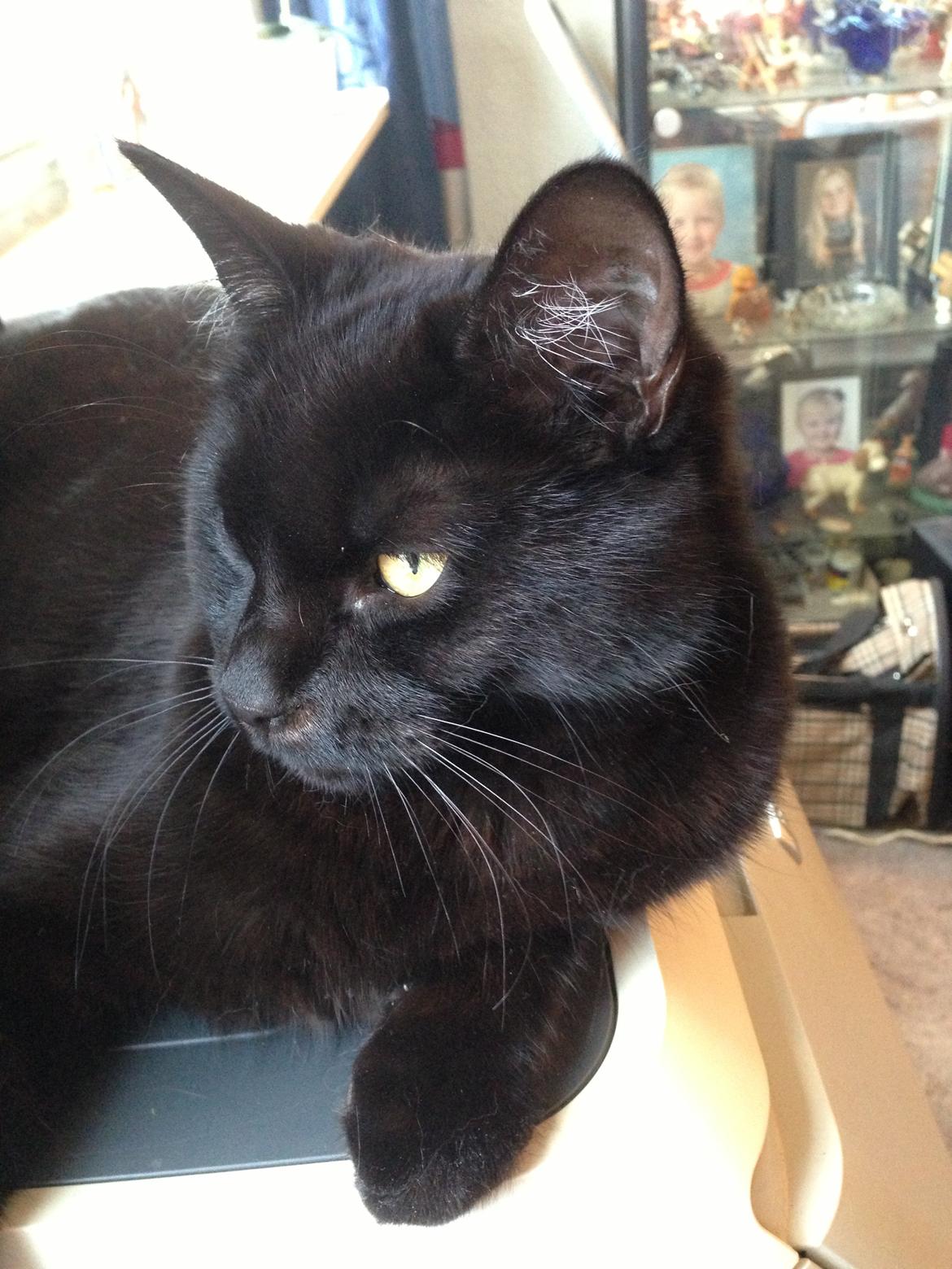 Blanding af racer Buddha - 8. april 2013 billede 41