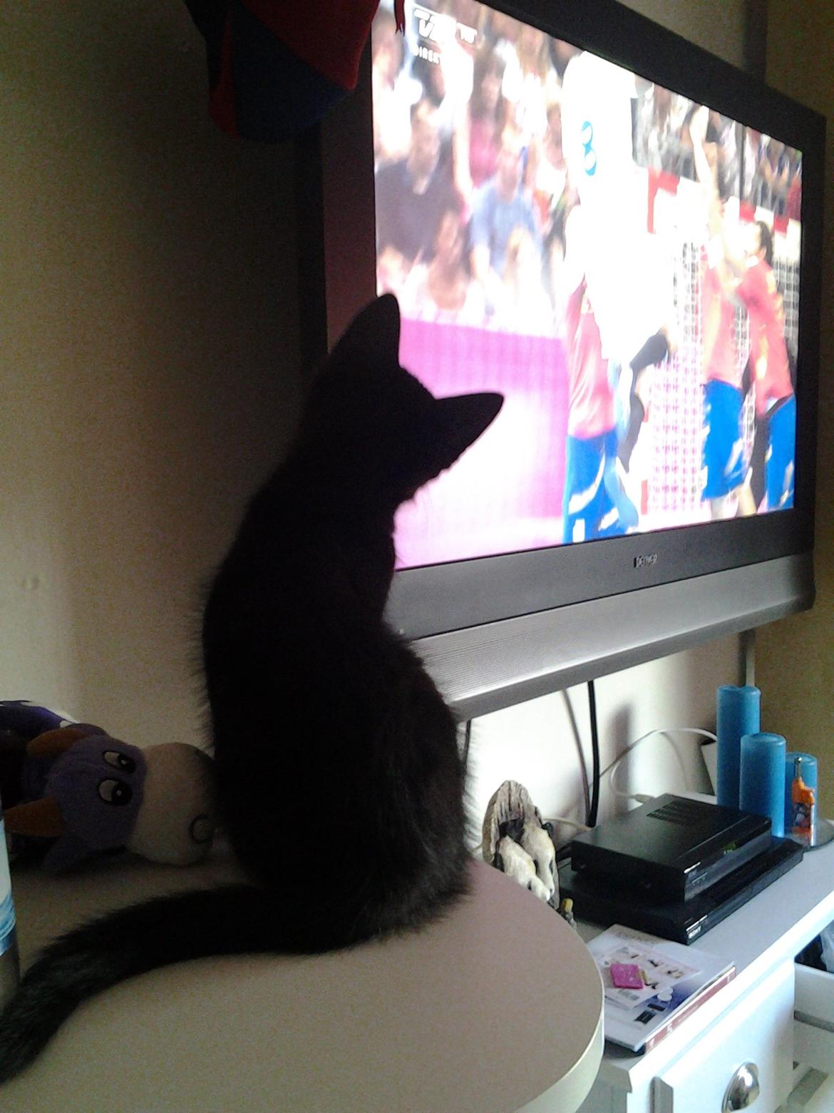 Blanding af racer Buddha - 8. august 2012 - Buddha sidder og følger interesseret med i håndboldkampen! billede 35