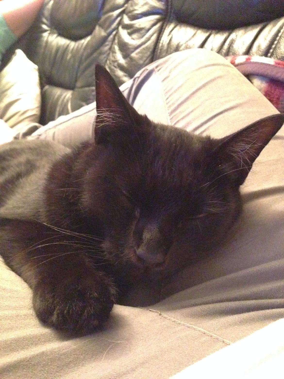 Blanding af racer Buddha - 9. oktober 2013 billede 45