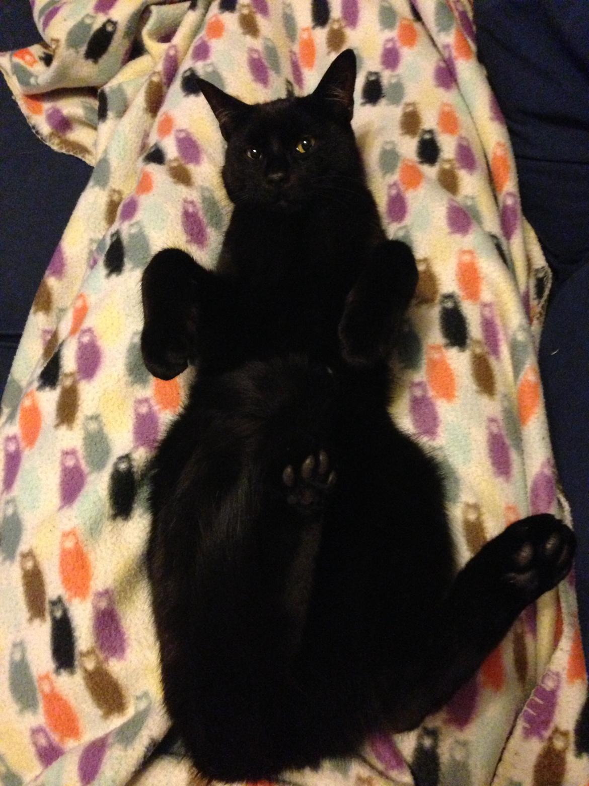 Blanding af racer Buddha - 10. september 2013 - tro det eller ej, men han elsker at ligge sådan! billede 43