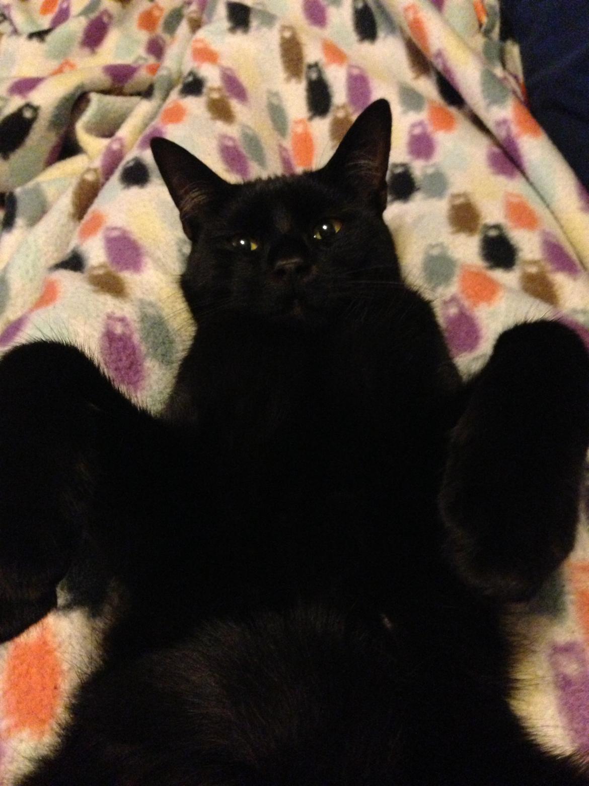 Blanding af racer Buddha - 10. september 2013 billede 44