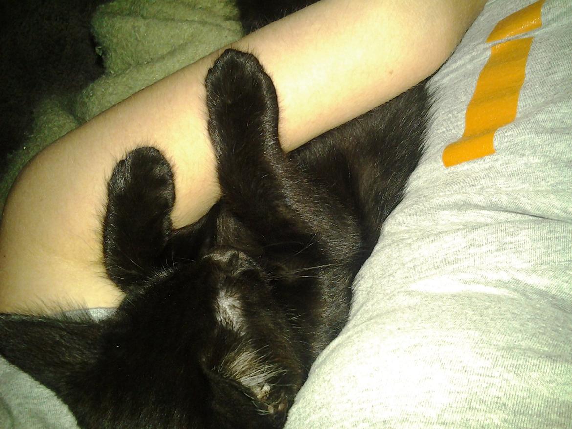 Blanding af racer Buddha - 12. august 2012 billede 37