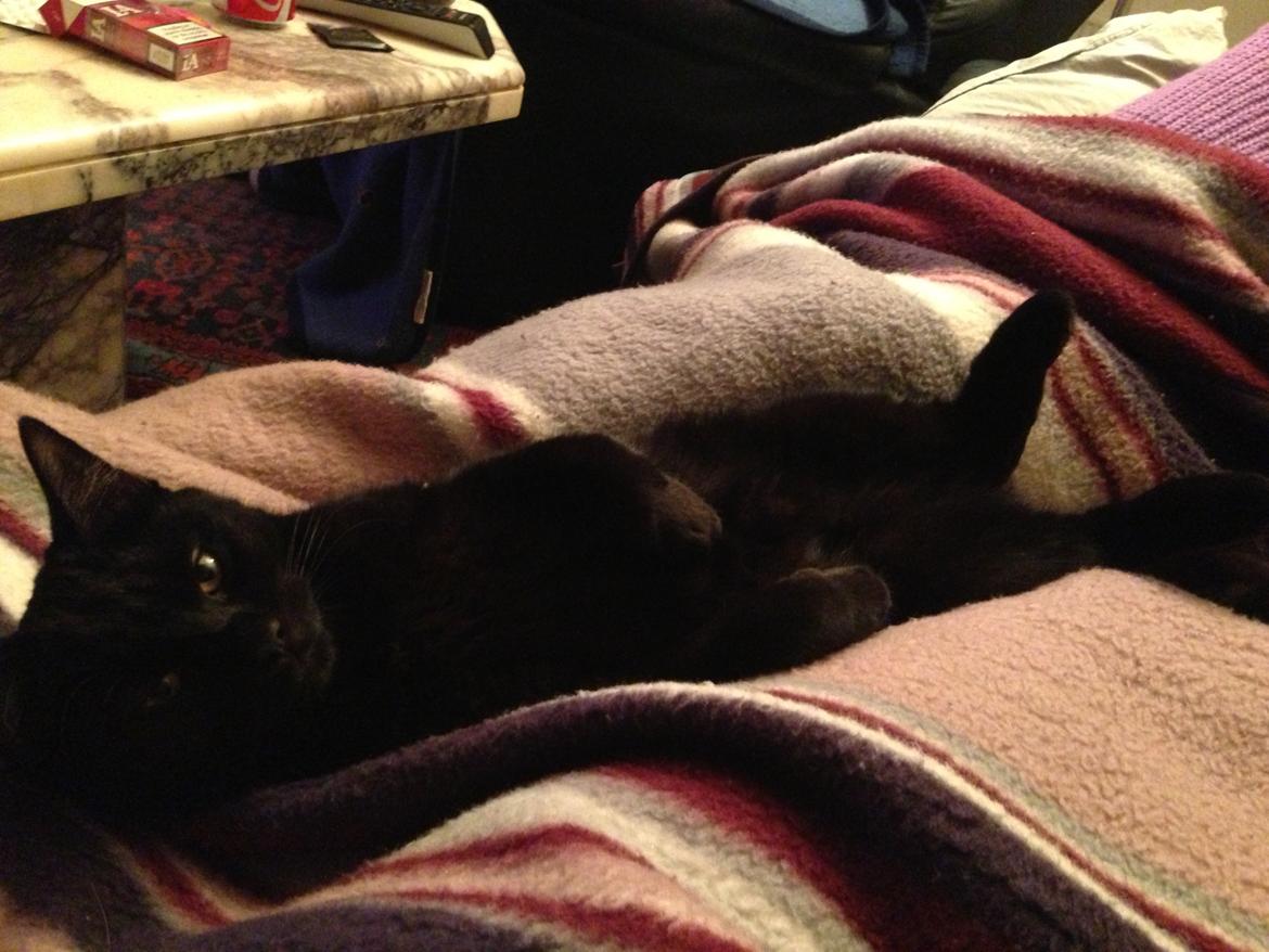 Blanding af racer Buddha - 15. marts 2013 billede 39