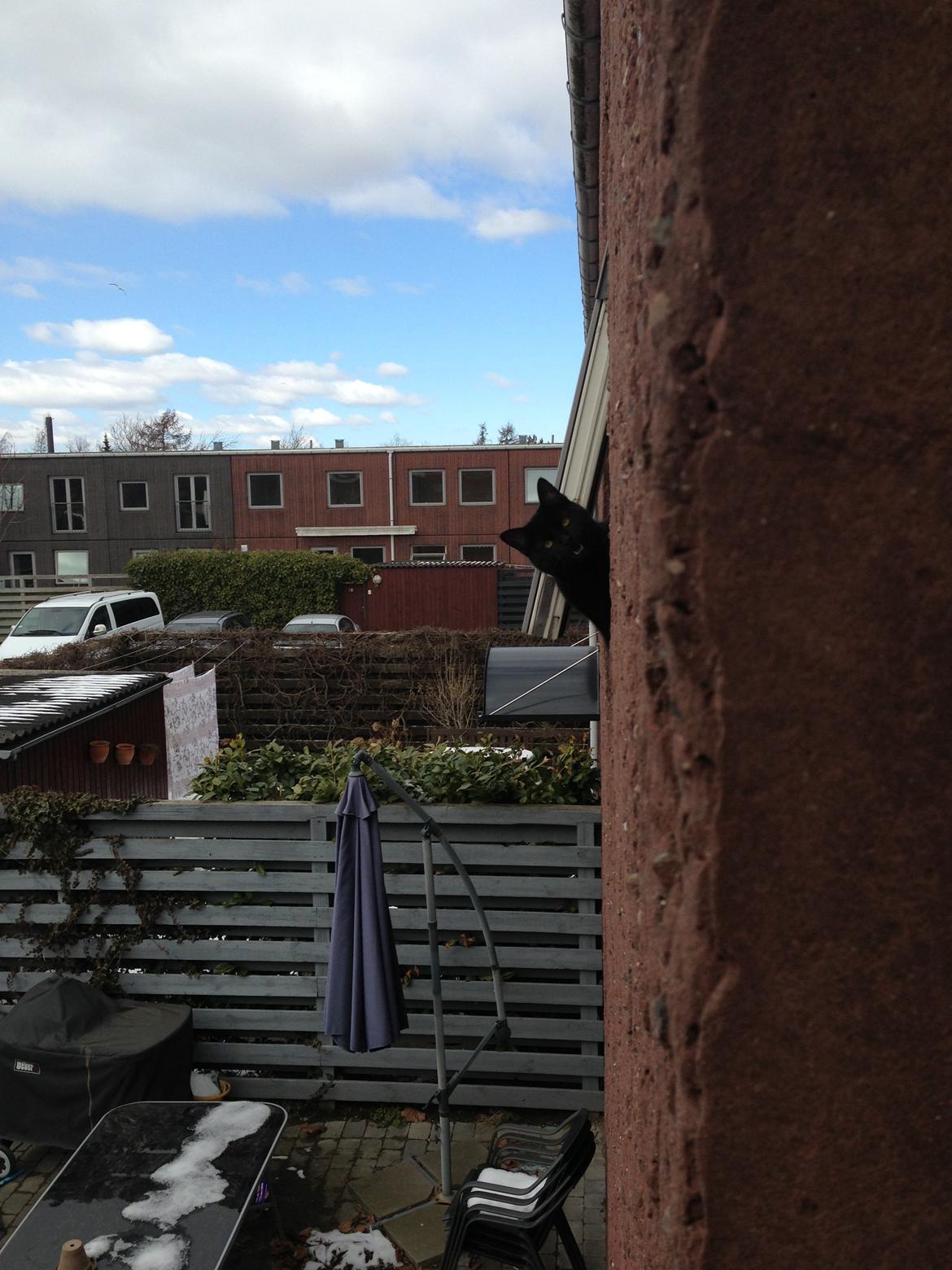 Blanding af racer Buddha - 25. marts 2013 billede 40