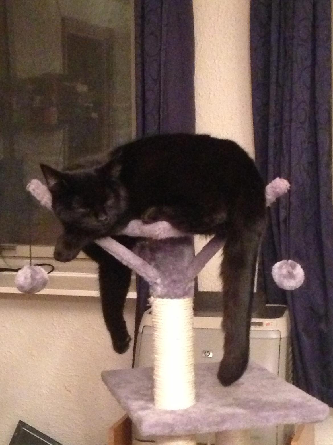 Blanding af racer Buddha - 27. januar 2013 billede 38