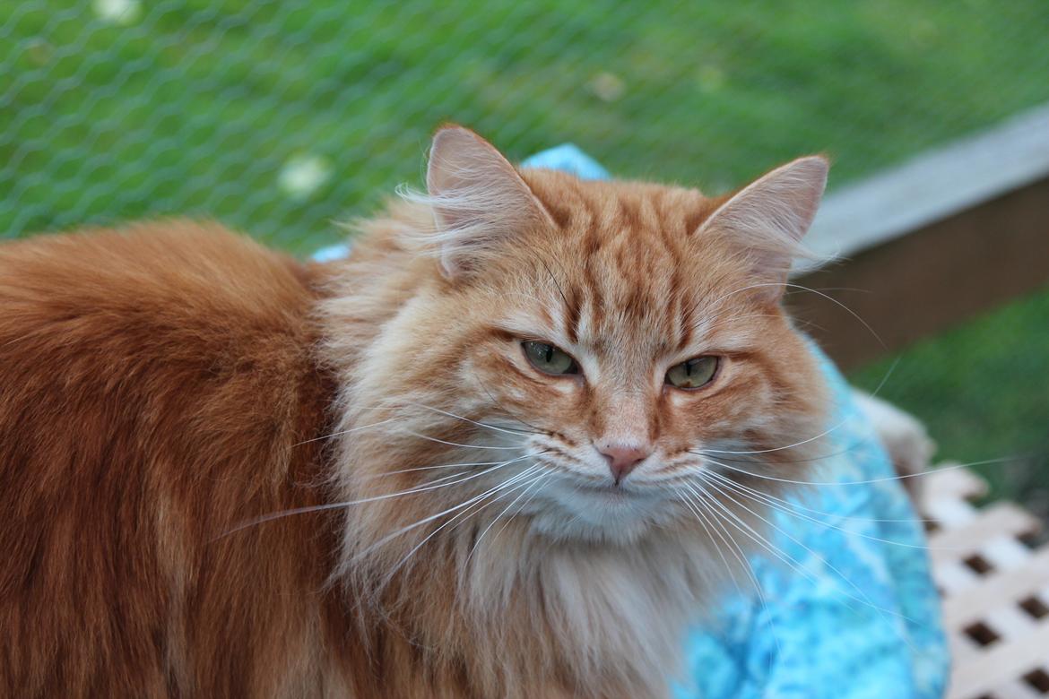 Norsk Skovkat Chat Woods Pipii - Hva' så der, smarte! billede 6