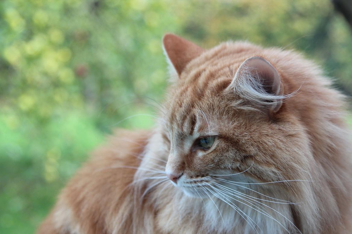 Norsk Skovkat Chat Woods Pipii - smukke<3 billede 2