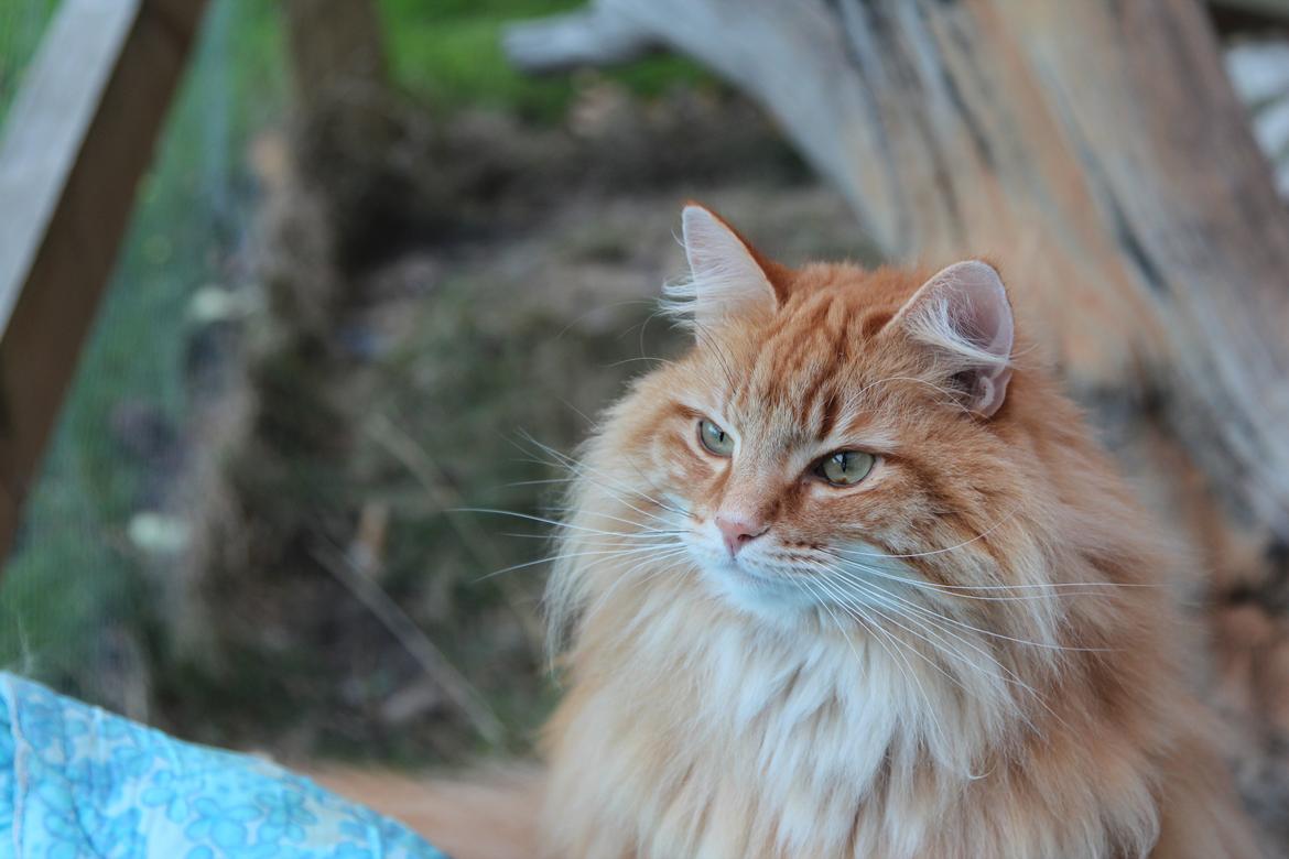 Norsk Skovkat Chat Woods Pipii - Smukke! billede 4