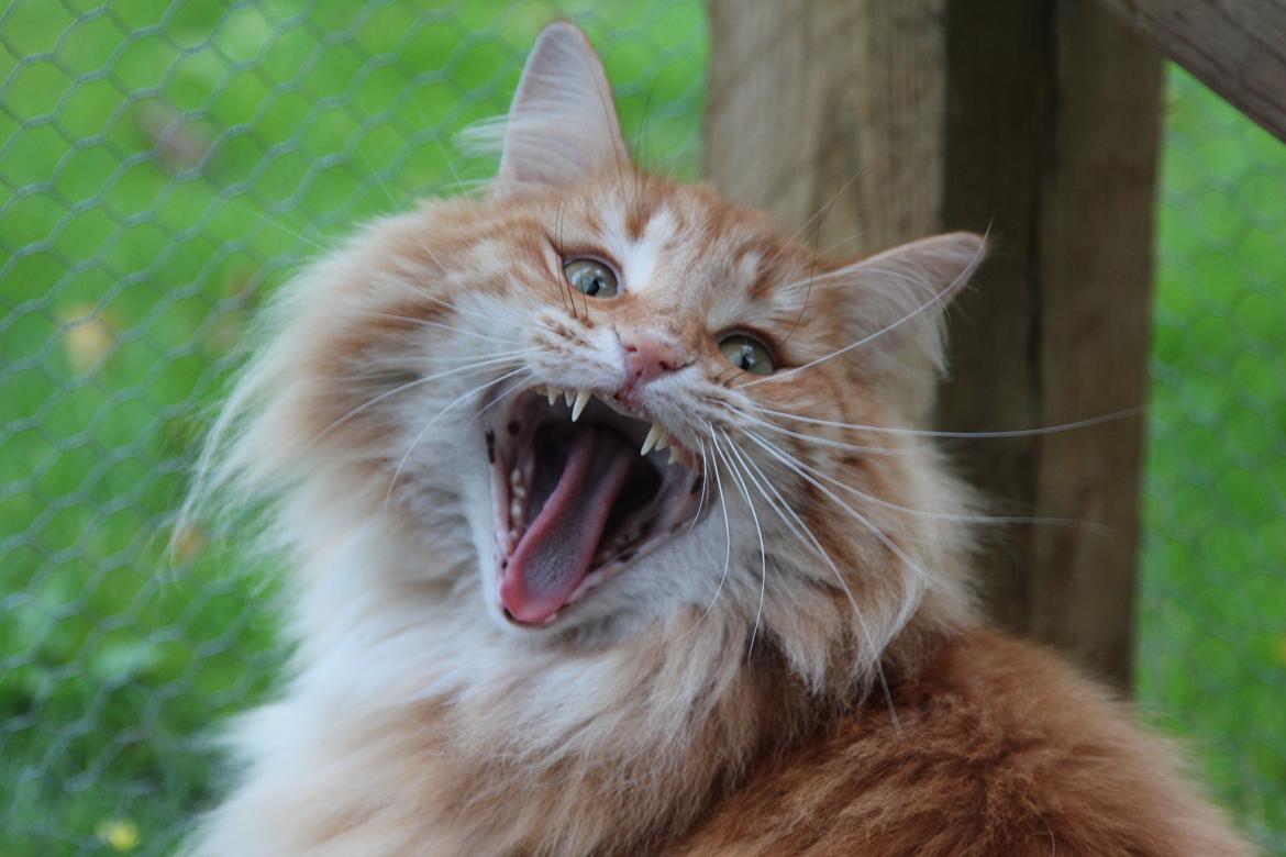 Norsk Skovkat Chat Woods Pipii billede 3