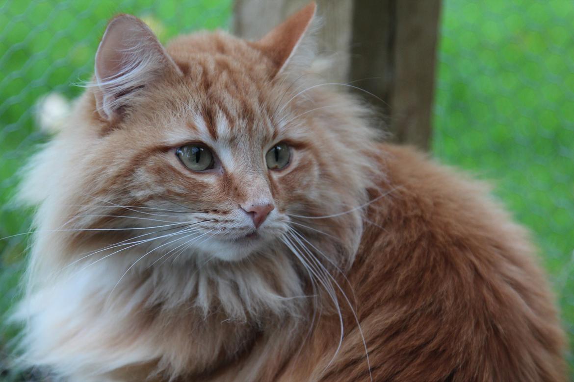 Norsk Skovkat Chat Woods Pipii billede 7