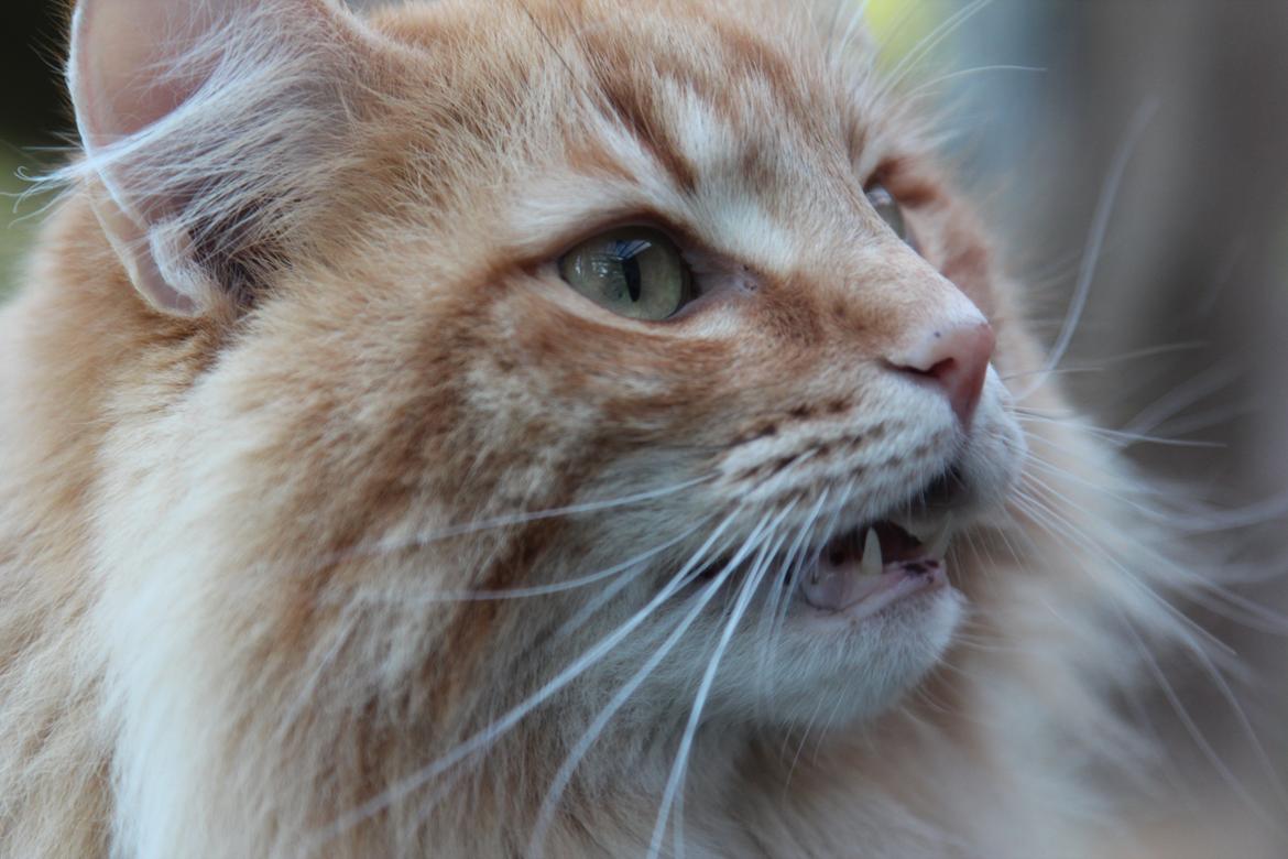 Norsk Skovkat Chat Woods Pipii billede 5