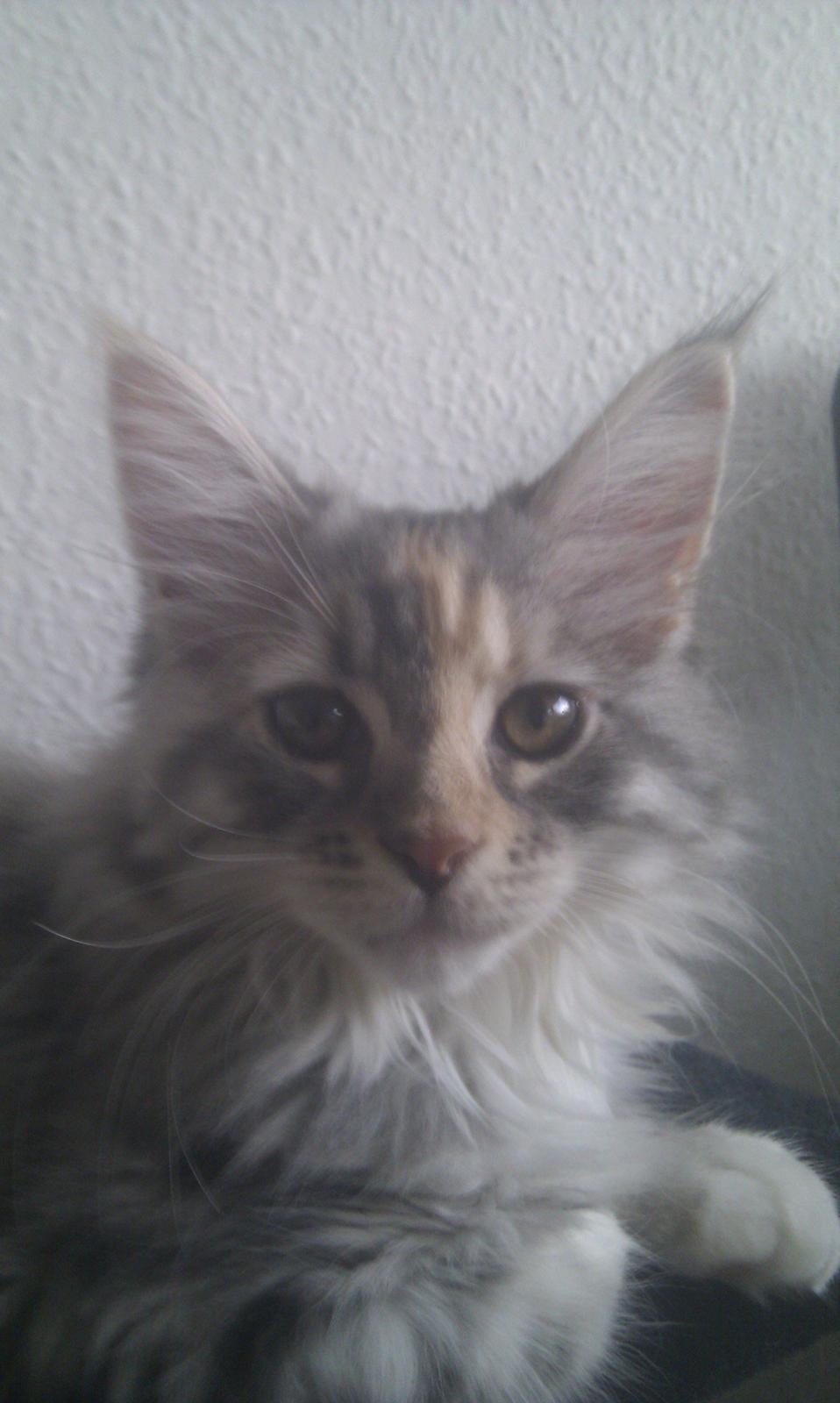 Blanding af racer Chili - Smukke pige... 11 uger billede 33