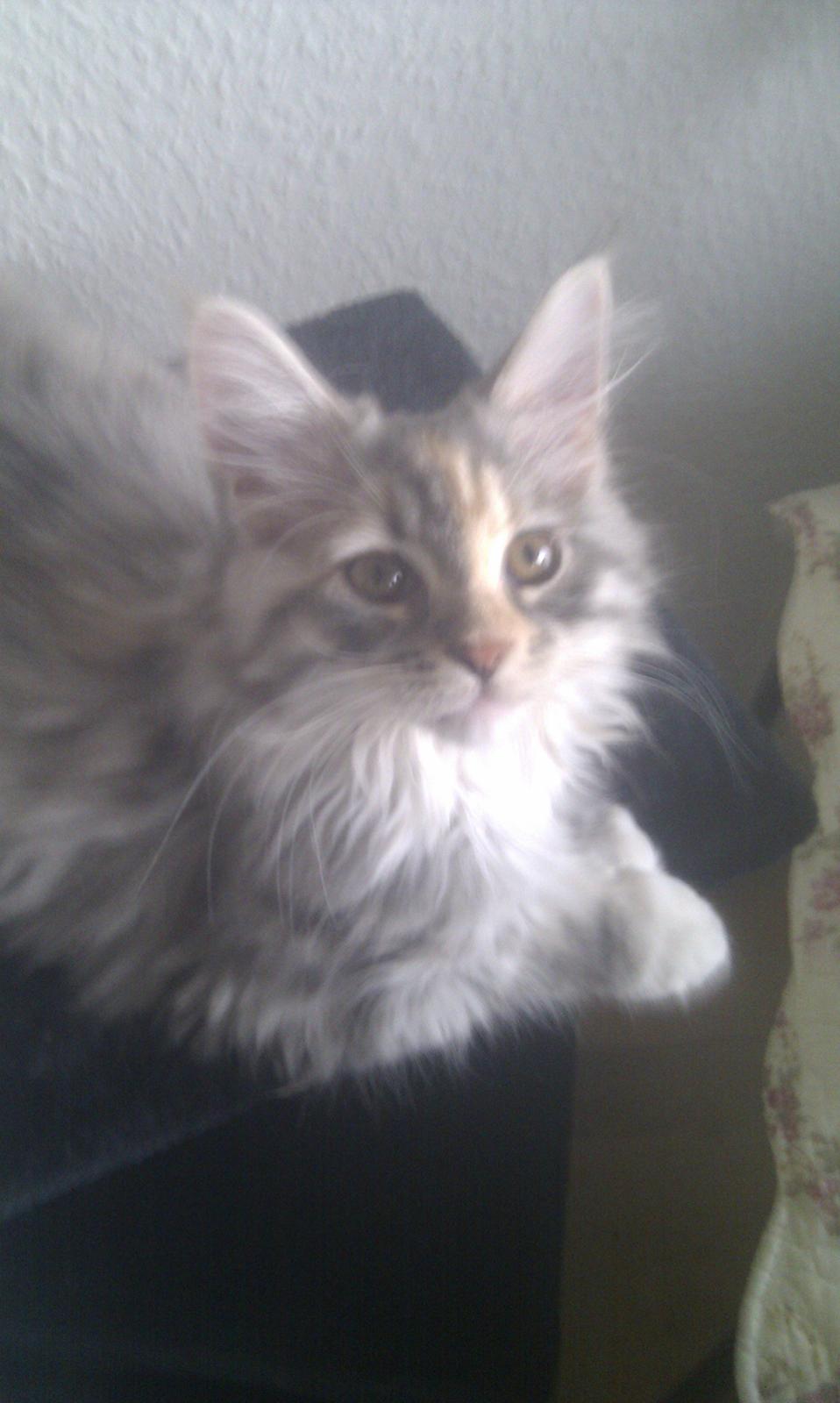 Blanding af racer Chili - Netop ankommet til sit nye hjem... 11 uger billede 31