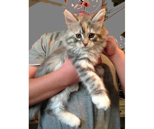 Blanding af racer Chili - Foto fra DBA annonce...
10 uger billede 35