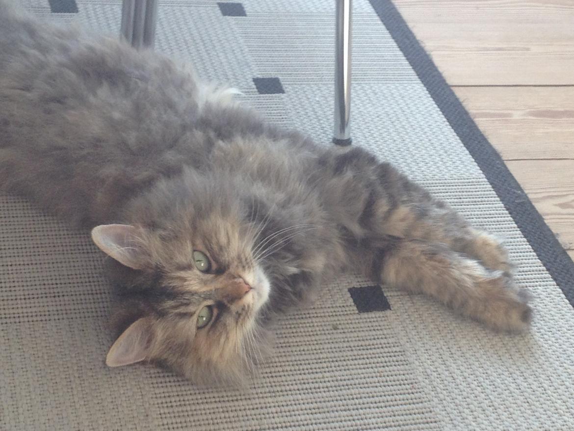 Blanding af racer Gizmo billede 12