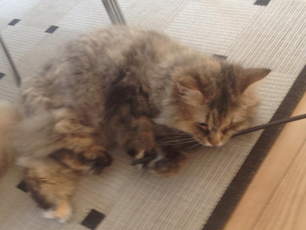 Blanding af racer Gizmo billede 13