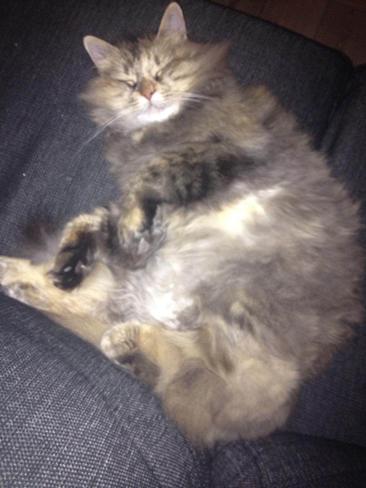 Blanding af racer Gizmo billede 14