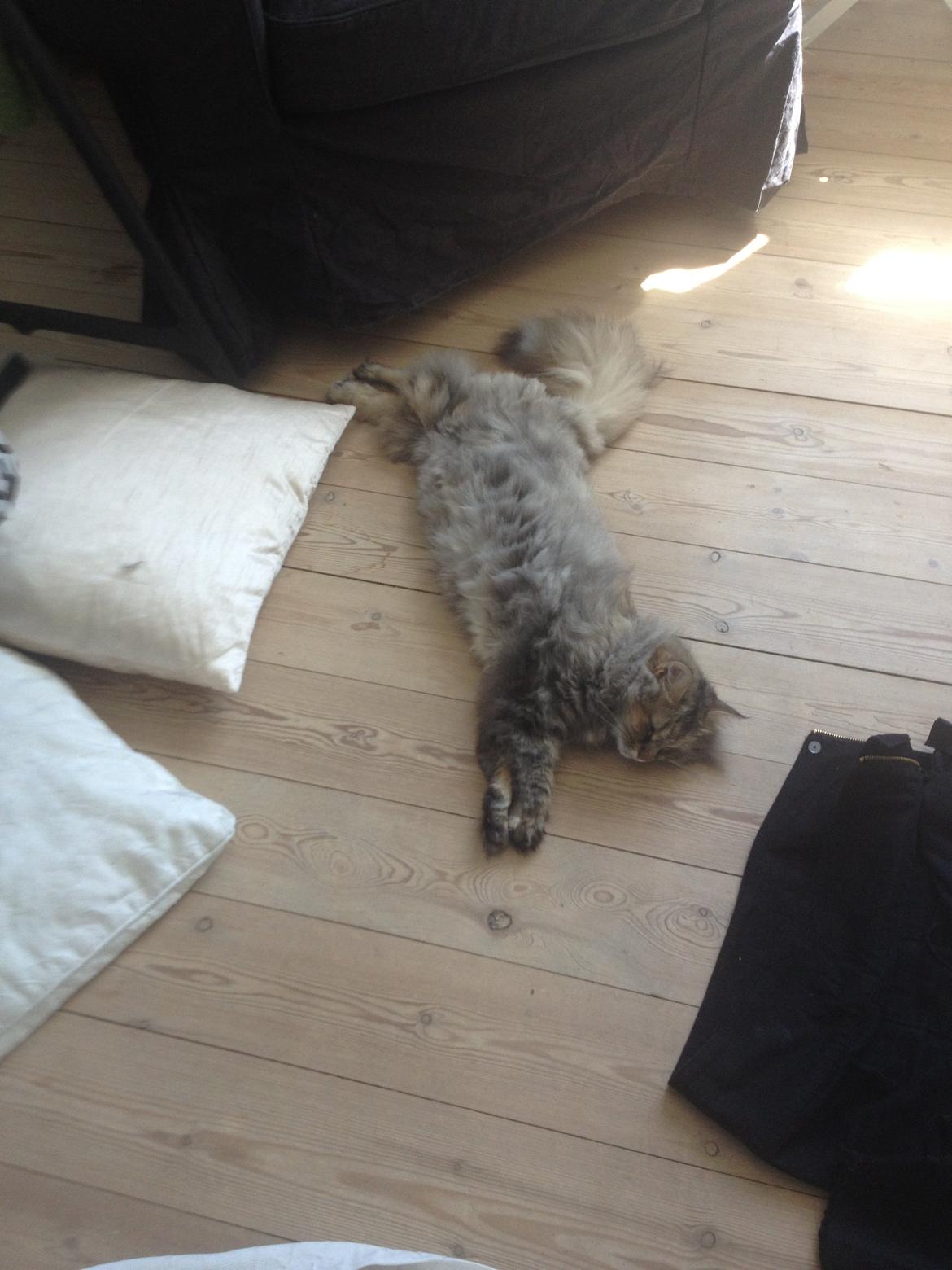 Blanding af racer Gizmo billede 15