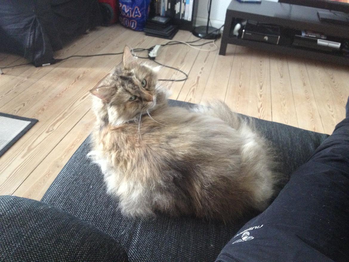 Blanding af racer Gizmo billede 16