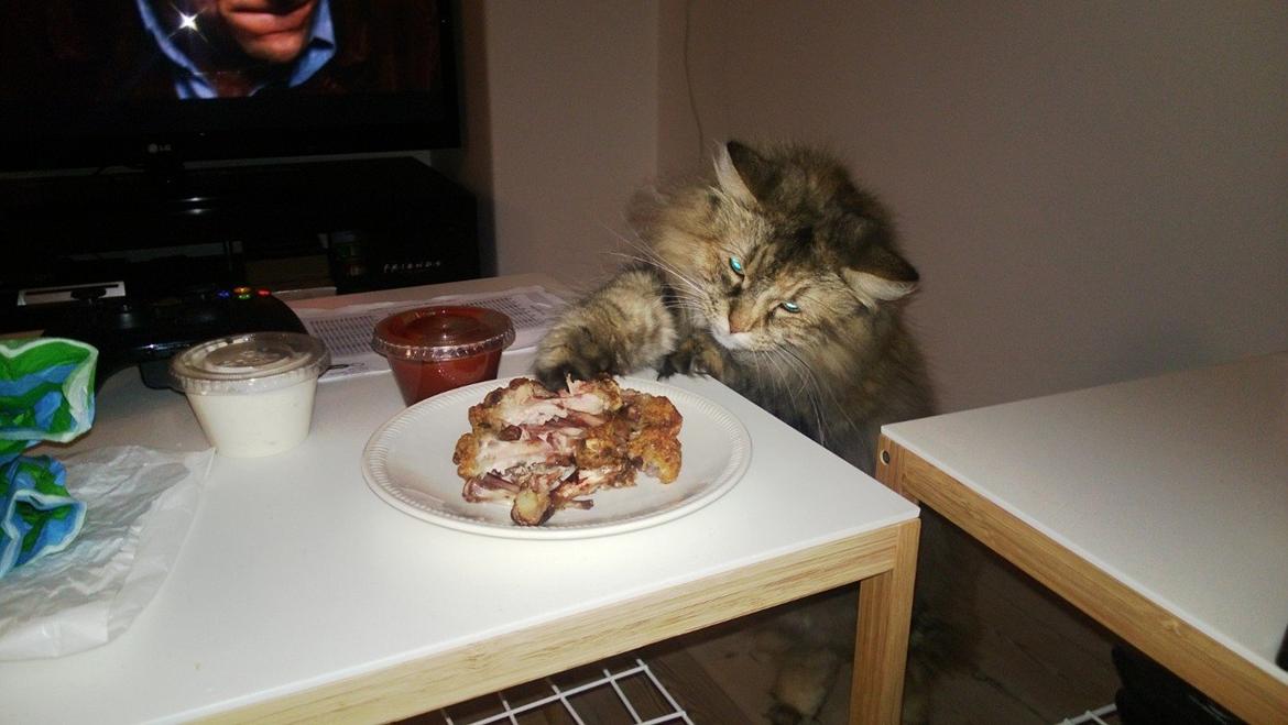 Blanding af racer Gizmo billede 17