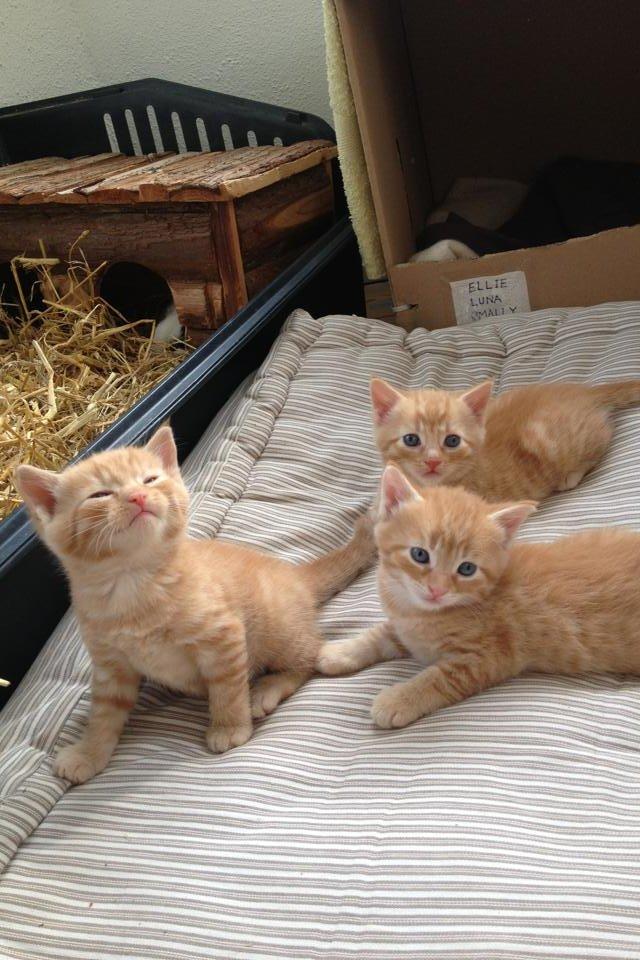 Huskat Pippi (Tigeren) - Pippi og hendes søskende, O'maley og Luna 2013
Fotograf: Gunilla (hendes gamle ejer) billede 14