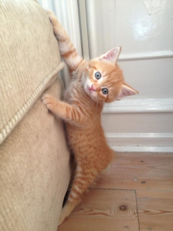 Huskat Pippi (Tigeren) - Sofaklatring 2013
Fotograf: Gunilla (gamle ejer) billede 15