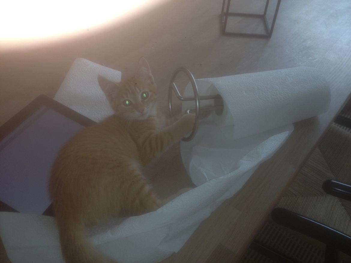 Huskat Pippi (Tigeren) - Taget på fersk gerning! 2013
Fotograf: min far billede 16