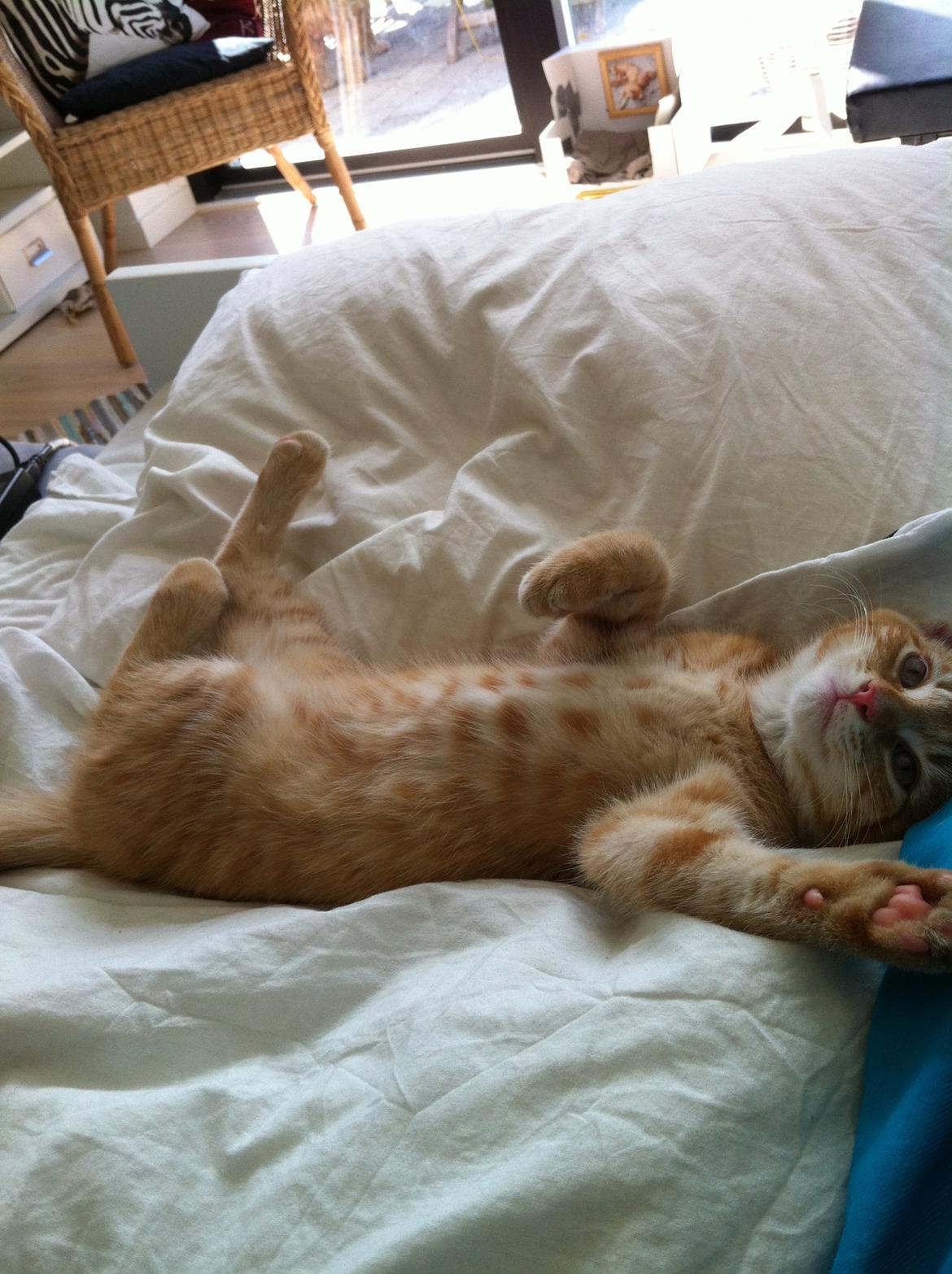 Huskat Pippi (Tigeren) billede 17