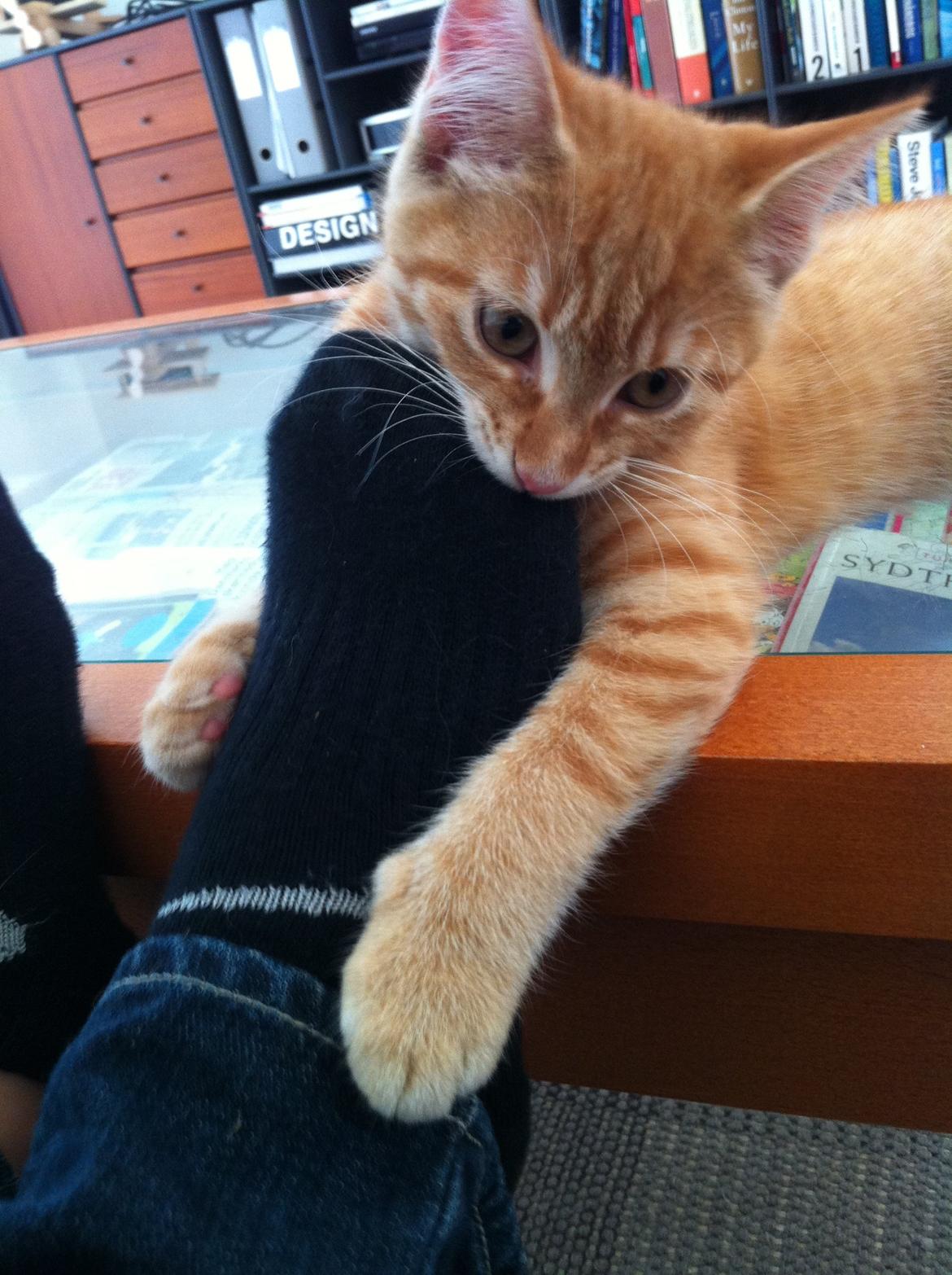 Huskat Pippi (Tigeren) - Haps! billede 18