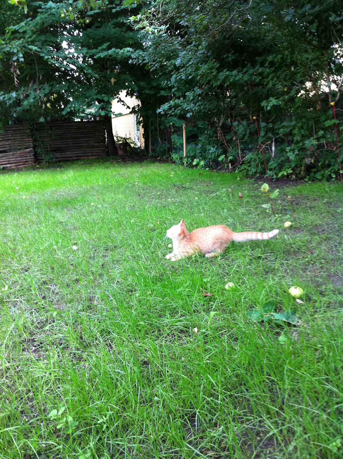 Huskat Pippi (Tigeren) - Første gang udenfor 2013
Fotograf: mig selv billede 20
