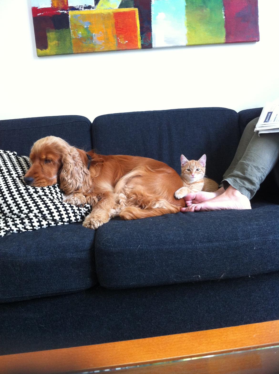 Huskat Pippi (Tigeren) - Pippi og hendes onkel, cocker spanielen Bernard 2013
Fotograf: mig selv billede 8