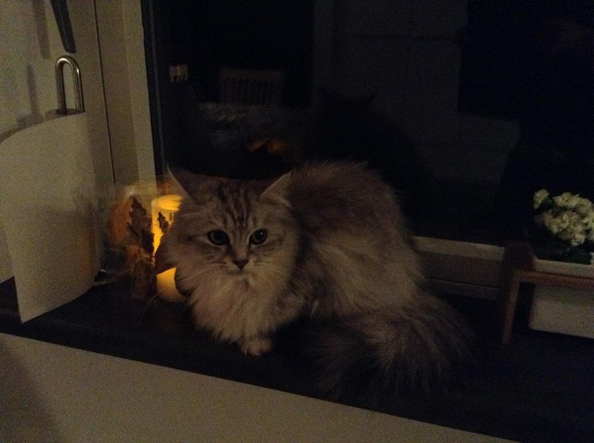 Blanding af racer Adelle billede 1