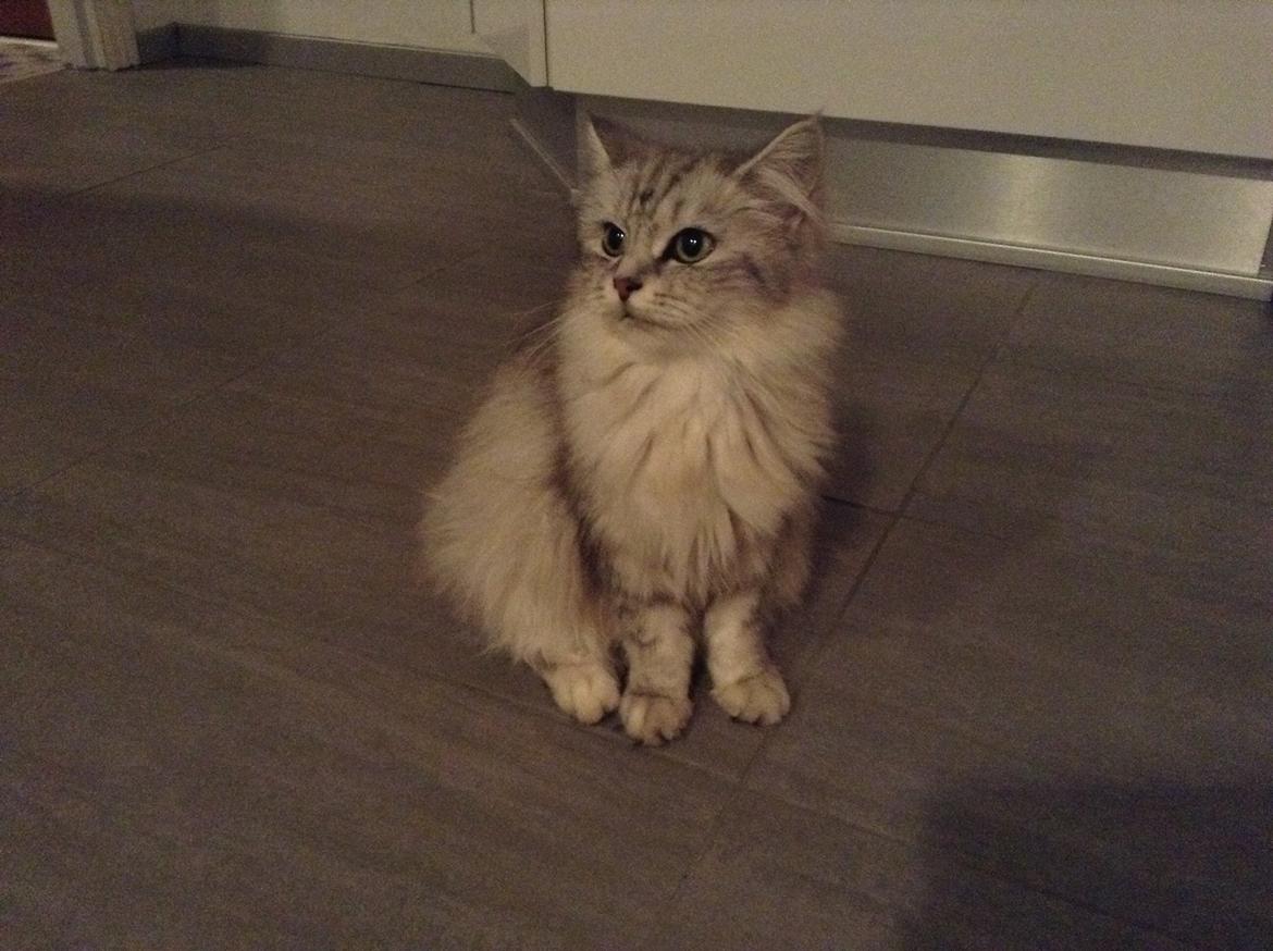 Blanding af racer Adelle billede 2