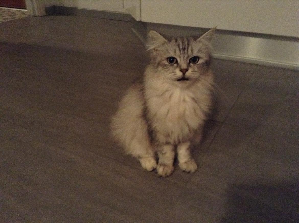 Blanding af racer Adelle billede 3