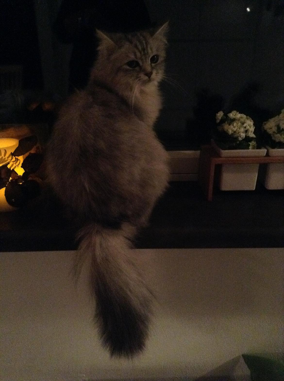 Blanding af racer Adelle billede 4